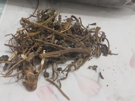 Cây vòi voi có tác dụng chữa bệnh gì? Mua cây vòi voi ở đâu?