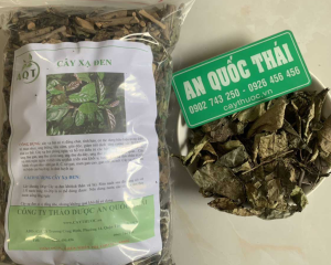 Tác dụng của cây xạ đen là gì? Cách dùng hỗ trợ người ung thư.