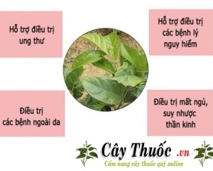 Tác dụng của cây xạ đen và Cách dùng hỗ trợ người ung thư.