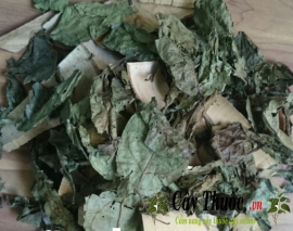 Tác dụng của cây xạ đen và Cách dùng hỗ trợ người ung thư.