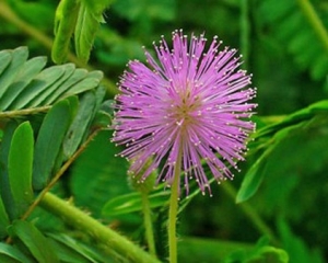 Cây xấu hổ chữa bệnh gì, tác dụng gì, mua ở đâu, giá bán bao nhiêu.