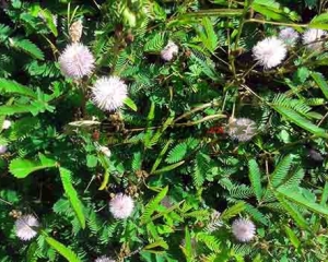 Cây mắc cỡ có tác dụng gì? Chữa bệnh gì? Mua ở đâu? Giá báo nhiêu?