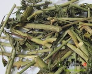 Cây xương khỉ [tác dụng, cách dùng, hình ảnh] điều trị bệnh ung thư.