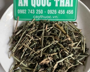 Cây xương khỉ [tác dụng, cách dùng, hình ảnh]