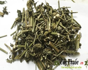 Cây xương khỉ [tác dụng, cách dùng, hình ảnh]