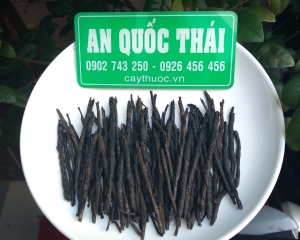 Tác dụng của cây chè đắng là gì? Mua chè đắng Cao Bằng ở đâu TP HCM?