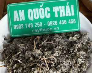 CHÈ DÂY CAO BẰNG - CÁCH SỬ DỤNG CHÈ DÂY ĐIỀU TRỊ VIÊM DẠ DÀY