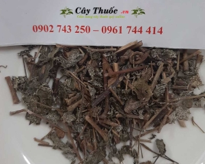 CHÈ DÂY CAO BẰNG - CÁCH SỬ DỤNG CHÈ DÂY ĐIỀU TRỊ VIÊM DẠ DÀY