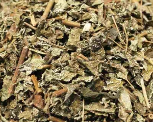 CHÈ DÂY CAO BẰNG - CÁCH SỬ DỤNG CHÈ DÂY ĐIỀU TRỊ VIÊM DẠ DÀY