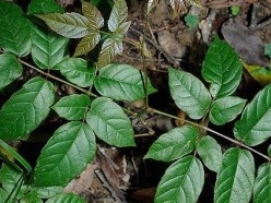 CHÈ DÂY SAPA - CÁCH SỬ DỤNG TRỊ BỆNH ĐAU DẠ DÀY - ĐỊA CHỈ BÁN UY TÍN