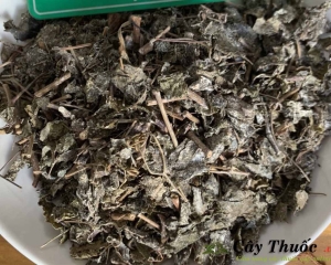 CHÈ DÂY SAPA - CÁCH SỬ DỤNG TRỊ BỆNH ĐAU DẠ DÀY - ĐỊA CHỈ BÁN UY TÍN