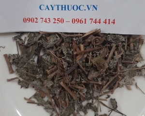 CHÈ DÂY SAPA - CÁCH SỬ DỤNG TRỊ BỆNH ĐAU DẠ DÀY - ĐỊA CHỈ BÁN UY TÍN