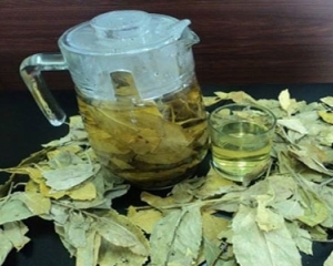 Tác dụng chè dung ? Chè dung chữa đau dạ dày