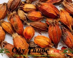 Chi tử có tác dụng chữa bệnh gì? Hạt chi tử mua ở đâu chất lượng?