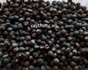 Chuối cô đơn có tác dụng chữa bênh gì? Mua hạt chuối cô đơn ở đâu? Chuối cô đơn có tác dụng chữa bênh gì? Mua hạt chuối cô đơn ở đâu?
