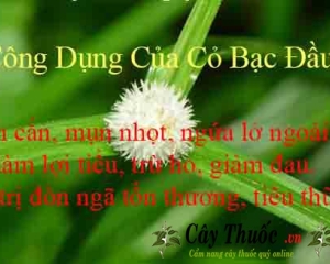 Cỏ bạc dầu và 10 tác dụng chữa bệnh thần kỳ của cây cỏ bạc đầu.