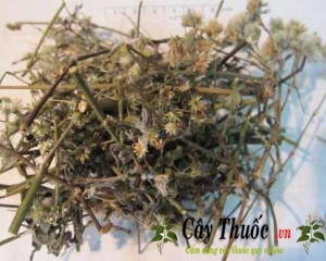 Cỏ bạc dầu và 10 tác dụng chữa bệnh thần kỳ của cây cỏ bạc đầu.