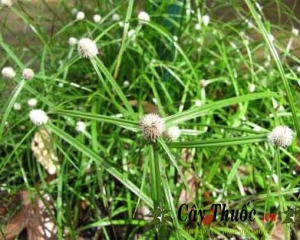 Cỏ bạc dầu và 10 tác dụng chữa bệnh thần kỳ của cây cỏ bạc đầu.