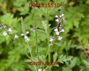 Cỏ roi ngựa trị bệnh gì? Công dụng và cách sử dụng, mua ở đâu?