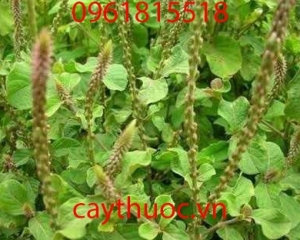 Cây cỏ xước trị bệnh gì? Tác dụng, hình ảnh của cây cỏ xước.