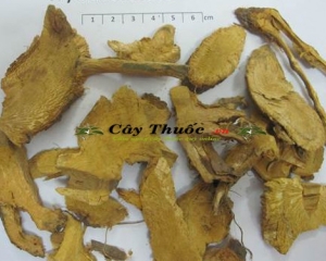 Cốt khí củ (củ cốt khí) là gì? Hình ảnh, tác dụng,  giá bán?