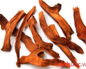 Cốt toái bổ chữa bệnh gì? Hình ảnh, tác dụng, cách ngâm rượu cốt toái bổ