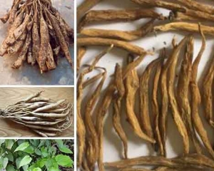 Củ bách bộ: Tác dụng, giá bán, cách ngâm rượu củ bách bộ chữa ho