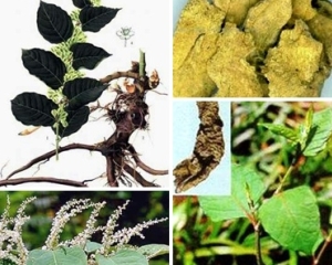 Cốt khí củ (củ cốt khí) là gì? Hình ảnh, tác dụng,  giá bán?