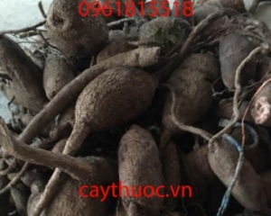 Củ Dòm thần dược đặc trị phong tê thấp, đau nhức xương khớp hiệu quả