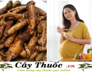 Củ gai tươi có tác dụng gì? Nó giúp an thai, mua củ gai ở đâu?