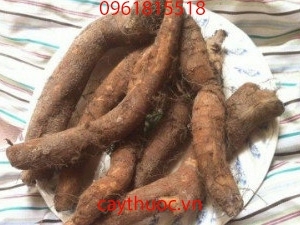 Củ gai tươi có tác dụng gì? Nó giúp an thai, mua củ gai ở đâu?