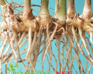 Củ gừng gió có tác dụng gì? Cách trị bệnh từ gừng gió hiệu quả.