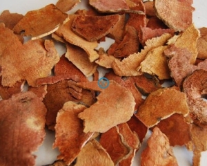 Củ khúc khắc có tác dụng gì? Chữa bệnh gì? Cách ngâm rượu củ khúc khắc