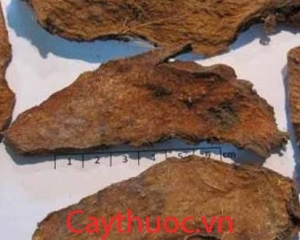 Củ móp gai (cây mướp gai) trị bệnh gì?Tác dụng gì? Cách dùng, hình ảnh