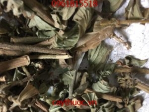 Cây dạ cẩm [ Hình ảnh, tác dụng, mua ở đâu] điều trị viêm loét dạ dày.