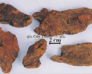 Đại hoàng [Hình ảnh, cách chế biến, tác dụng, địa chỉ mua, giá bán]