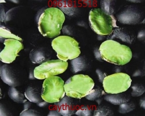 ĐẬU ĐEN XANH LÒNG [TÁC DỤNG, CÁCH NẤU NƯỚC, CÁCH UỐNG NƯỚC] TRỊ BỆNH.