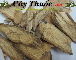 Dây đau xương là cây gì? Hình ảnh? Tác dụng? Địa chỉ bán chất lượng?