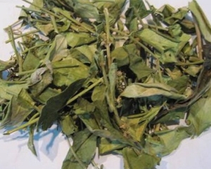 Dây thìa canh có tác dụng gì? Cách sử dụng cây thìa canh khô.