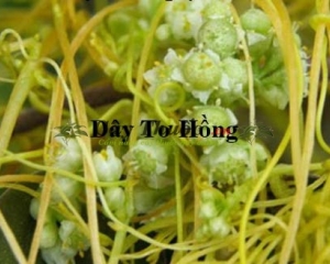 Dây tơ hồng là gì? Tìm hiểu về tác dụng là thuốc chữa bệnh tuyệt vời.