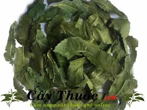 Lá neem là gì? Địa chỉ bán lá neem Ấn Độ uy tín chất lượng nhất.