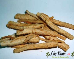 địa chỉ bán sa sâm uy tín tại TP HCM