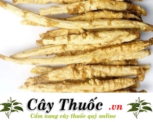 địa chỉ bán sa sâm uy tín tại TP HCM