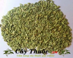 Tiểu hồi: Công dụng, cách dùng và thận trọng khi dùng tiểu hồi hương.