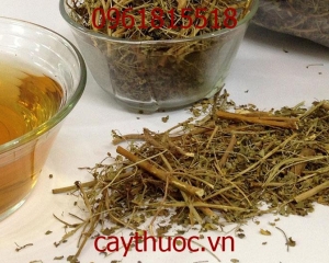 Diệp hạ châu có tác dụng gì? Uống trà cây diệp hạ châu trị bệnh gan.