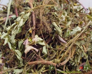 Diệp hạ châu có tác dụng gì? Uống trà cây diệp hạ châu trị bệnh gan.