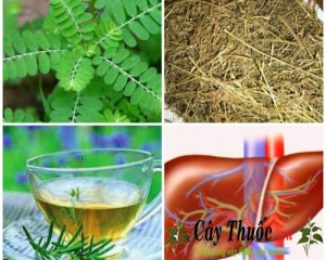 Diệp hạ châu có tác dụng gì? Uống trà cây diệp hạ châu trị bệnh gan.