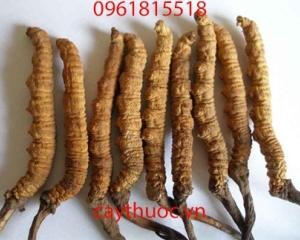 Đông trùng hạ thảo có tác dụng gì? Cách dùng và mua ở đâu tốt.