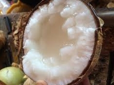 Dừa sáp là gì? Cách ăn như thế nào? Dừa sáp bao nhiêu 1 trái?