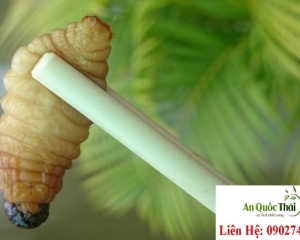 Đuông dừa là gì? Cách bắt, chế biến và ăn con đuông dừa sống,